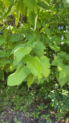 Catalpa