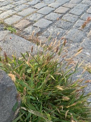 Setaria viridis