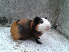 Cavia porcellus