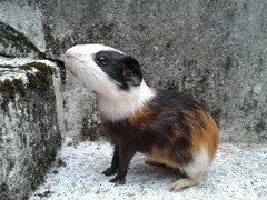Cavia porcellus