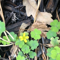 Oxalis corniculata