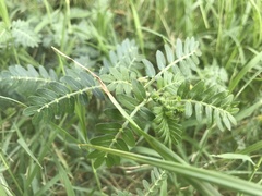 Tribulus terrestris
