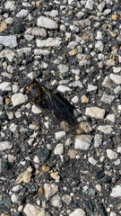 Neotibicen lyricen
