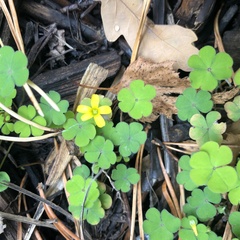 Oxalis corniculata