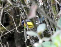 Myioborus miniatus