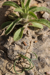 Asteriscus aquaticus