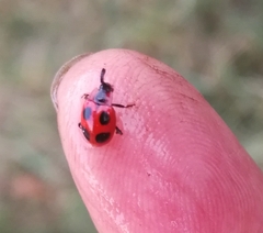 Endomychus coccineus