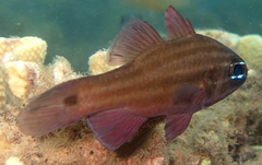 Pale-Striped Cardinalfish photo 1