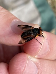 Phasia hemiptera