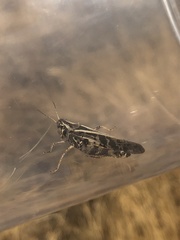 Camnula pellucida