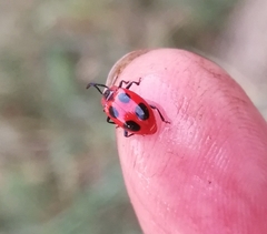 Endomychus coccineus