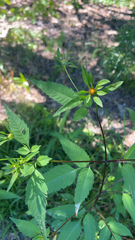 Bidens frondosa