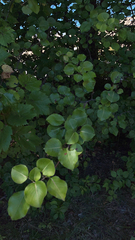 Pyrus