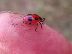 Endomychus coccineus
