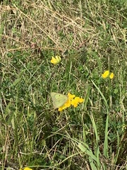 Colias philodice