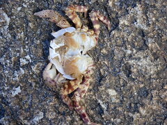 Hemigrapsus sanguineus