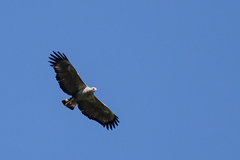 Buteogallus coronatus