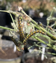 Uresiphita reversalis