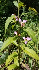 Chelone lyonii