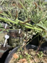 Uresiphita reversalis