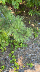 Pinus