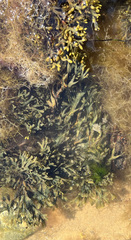 Fucus vesiculosus