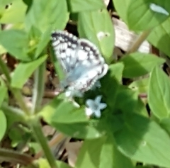 Burnsius communis