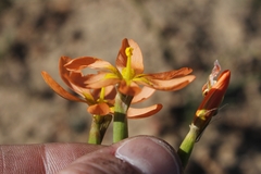 Moraea miniata