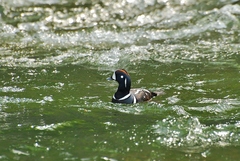 Histrionicus histrionicus