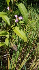 Chelone lyonii