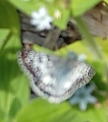 Burnsius communis