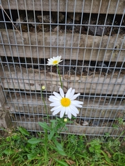 Leucanthemum maximum