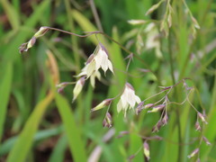 Melasphaerula graminea