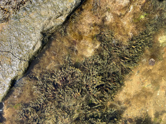 Fucus vesiculosus