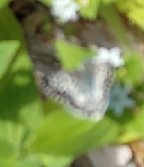 Burnsius communis