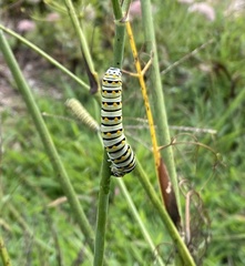 Papilio polyxenes asterius
