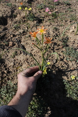 Moraea miniata
