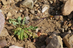 Hyoseris lucida