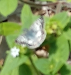 Burnsius communis
