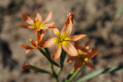 Moraea miniata