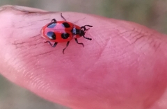 Endomychus coccineus