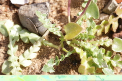Hyoseris lucida