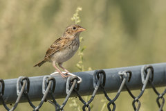 Ammodramus savannarum