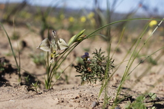 Gladiolus ceresianus