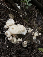 Favolus brasiliensis