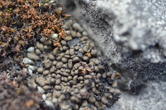 Toninia sedifolia image