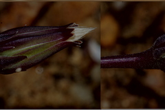 Hyoseris lucida