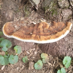 Ganoderma lobatum