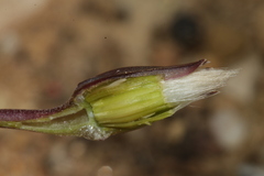 Hyoseris lucida