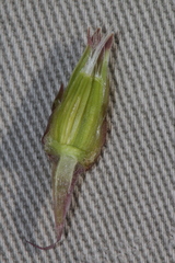 Hyoseris lucida